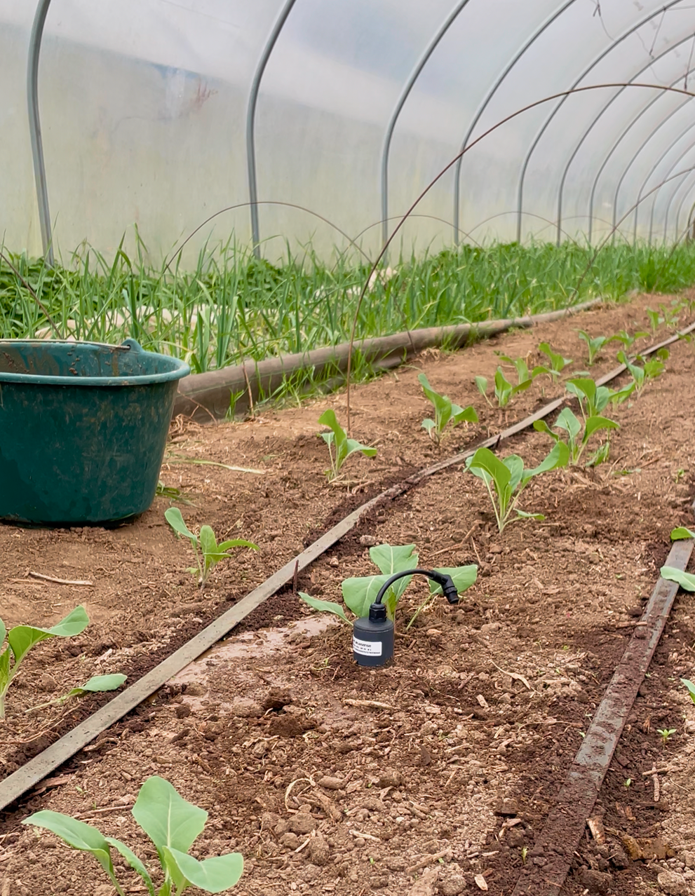Probe installed in the plot